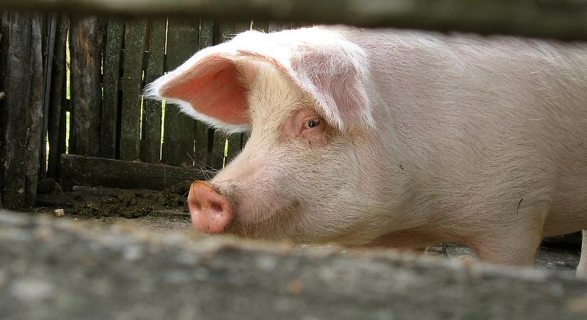 Fertőzött ukrán hús kerülhetett a piacra: kongatják a vészharangot a szakértők