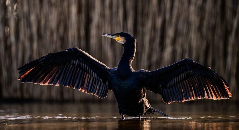 Télen se etesd a vízimadarakat – mutatjuk, miért!