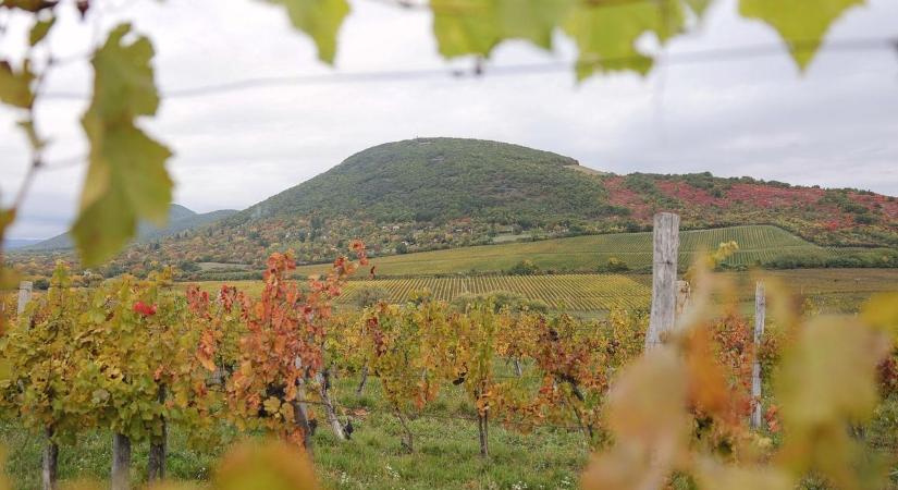 Az igen! Olyan történt az Egri borvidékkel, ami sehol máshol az országban
