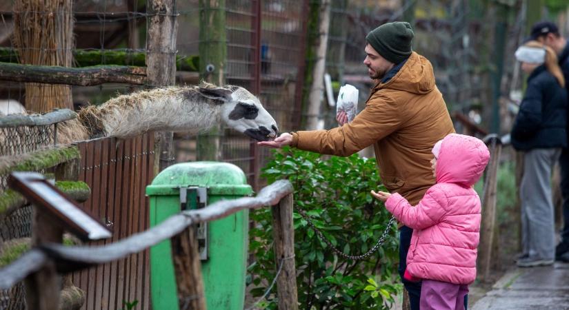 Az eső sem állította meg a Vadaskert jótékonysági napját, Barni gyógyulásáért gyűjtöttek – fotók