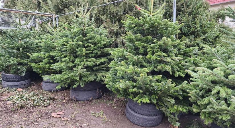 Ennyit kell most fizetni a karácsony egyik legfontosabb kellékéért