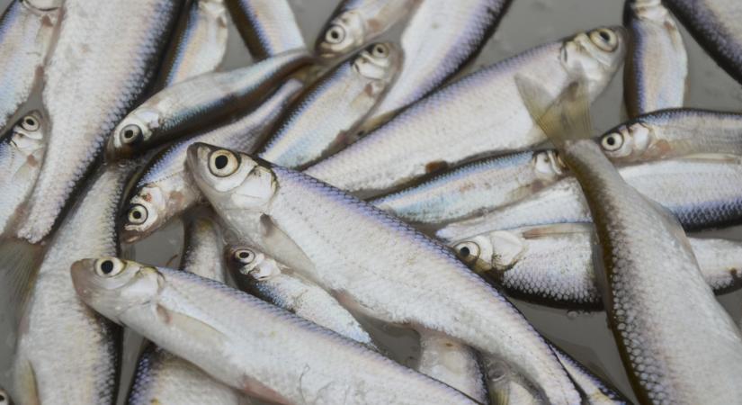 Fuldokló halakat kellett menteni a balatonaligai kikötőben, nincs egyértelmű magyarázat a történtekre