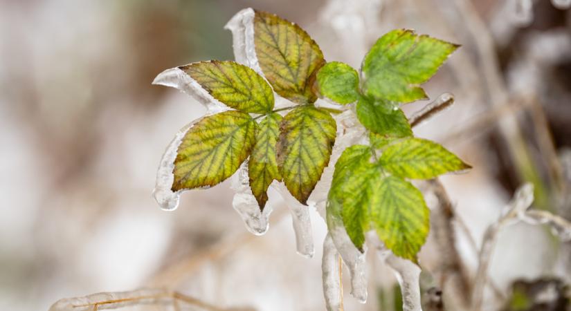 Ennyi volt a decemberi tavasz, már látszik a kemény fordulat az időjárásban: nem tesszük zsebre, ami jövő héten ránk vár