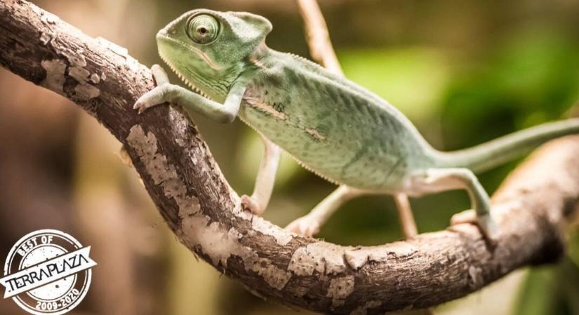 TerraPlaza – Nemzetközi egzotikus állat kiállítás és vásár