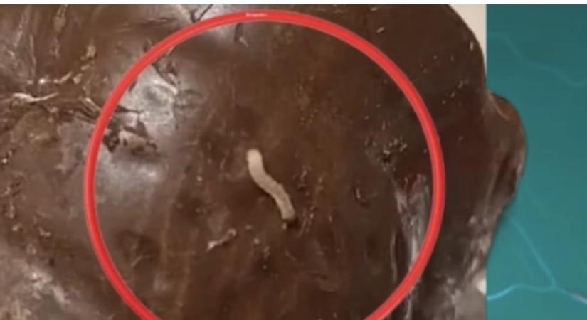 Lárvák kúsztak az édességben: nem csak Hajdúböszörménybe, más városokba is juthatott a kukacos csokimikulásokból