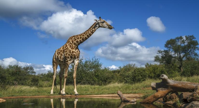 Állatvilág-kvíz: tudod, melyik a világ legnagyobb állata?