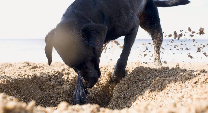 Ezért ássák el a kutyák a csontjaikat