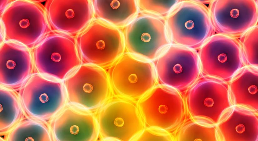 Emlékező sejtek? Sejtszinten is tárolhatók a traumák egyes kutatások szerint