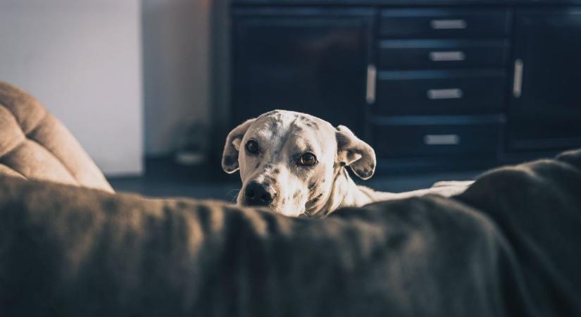 Kisállat karácsonyi ajándék gyanánt nem ideális - a felelős állattartásra ösztönöznek az állatmentők