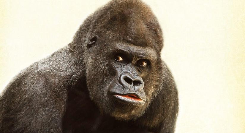 Gorilla nyelvi labor nyílt a fővárosi állatkertben