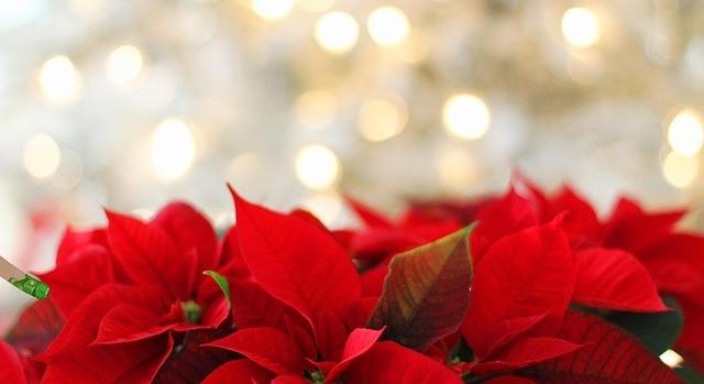 A dísznövénytermesztők továbbra is számíthatnak a kormány támogatására