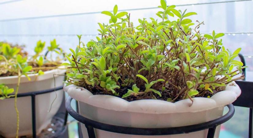 Milyen szobanövények kerülhetnek fűtetlen szobába?