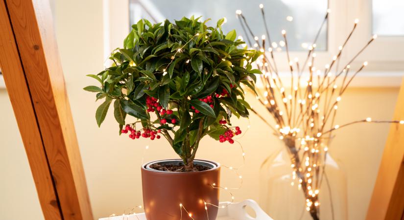 Leáldozott a mikulásvirágnak: ez az egzotikus növény szebb, tartósabb és sokkal hálásabb
