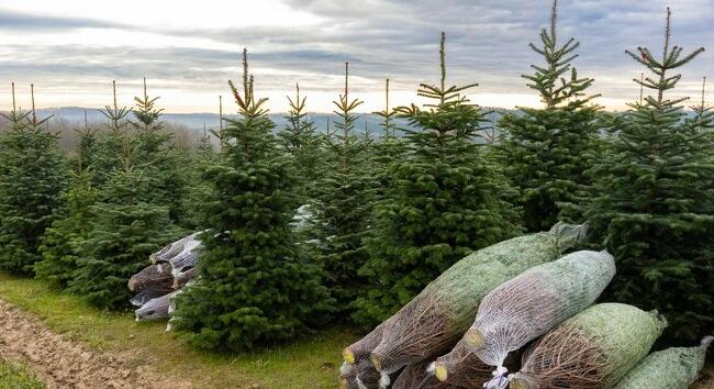 Ennyibe kerülnek idén a karácsonyfának szánt fenyők – ezek a legnépszerűbb fajták