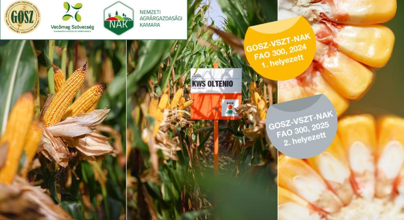 BREAKING NEWS! Megbízhatóan a csúcson - KWS OLTENIO - arany után egy ezüst is a főpályán!