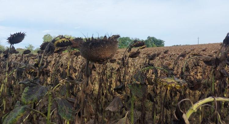 Mázlink volt vagy sztár maradhat a napraforgó?