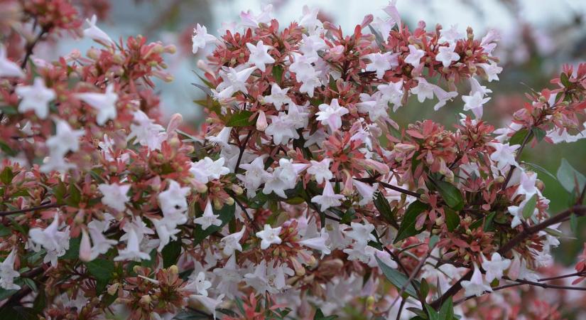 Abélia: egy értékes cserjénk filmcímbe illő névvel