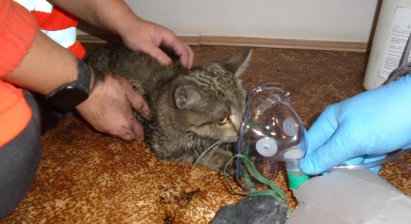 Hőkamerával találtak rá az égő házban lévő macskára