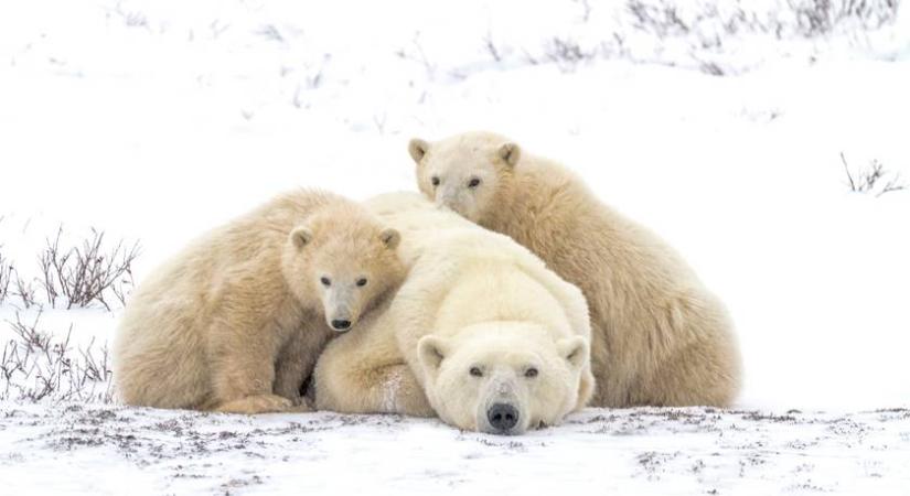 Ezt az 5 dolgot mindenki rosszul tudja az Északi-sarkról