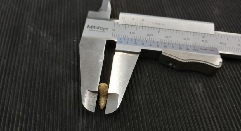 Mikotoxinnal szennyezett kukorica hasznosítására találtak megoldást a MATE kutatói