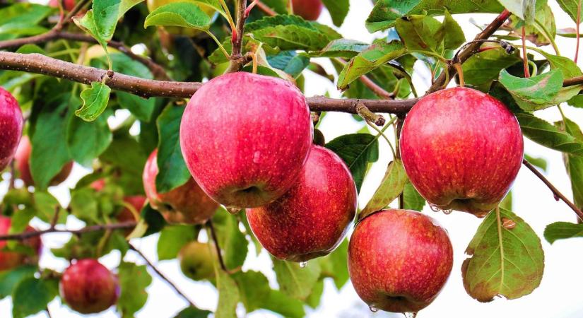 Almáskert télre – metszés nélkül is van 5 kritikus teendő