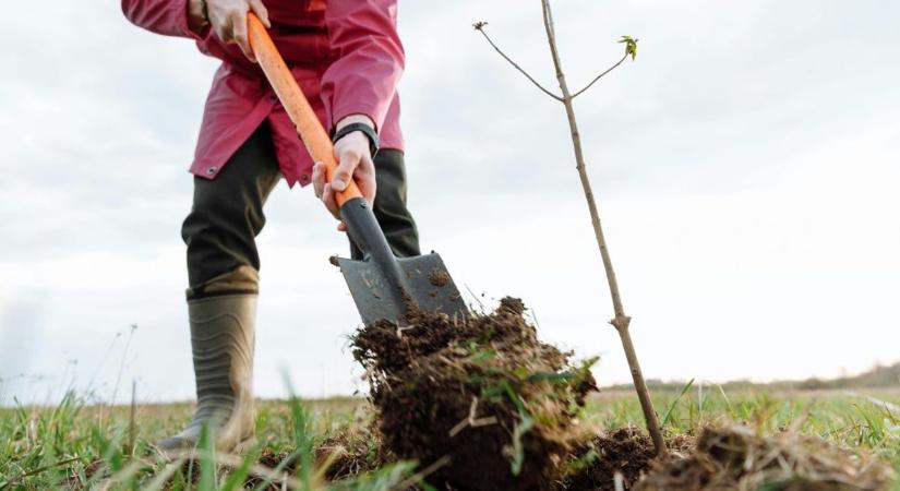 Zöldül Dorog: a parkosítás mellett fákat ültettek