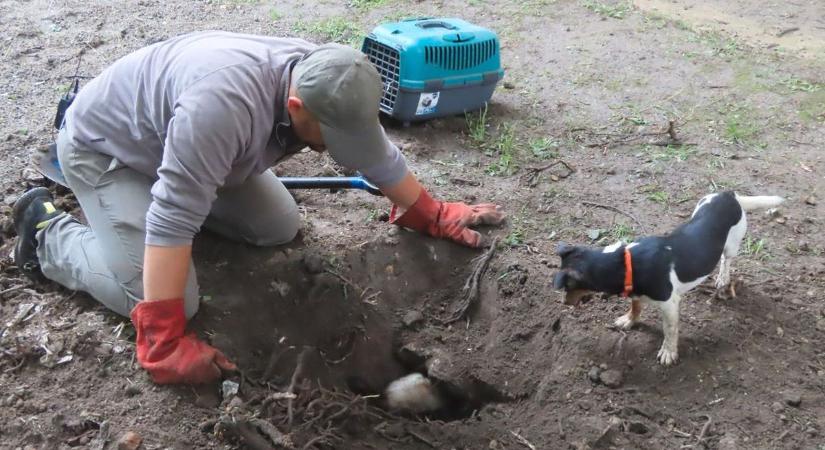 Felsírnak a patkányok, ha megérkeznek Lászlóék – ahol a méreg kevés, ott tudnak igazán jók lenni