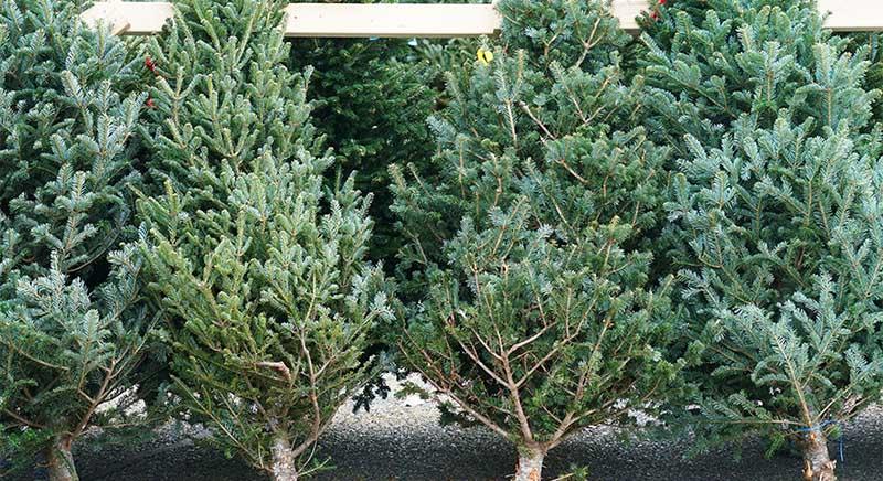 Komlón is számíthatnak ellenőrzésekre a karácsonyi árusok