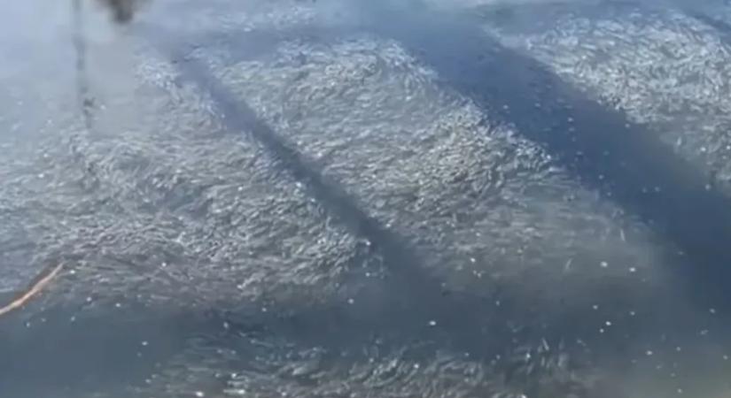 Kevés volt az oxigén, fuldokoltak a halak a balatonaligai kikötőben