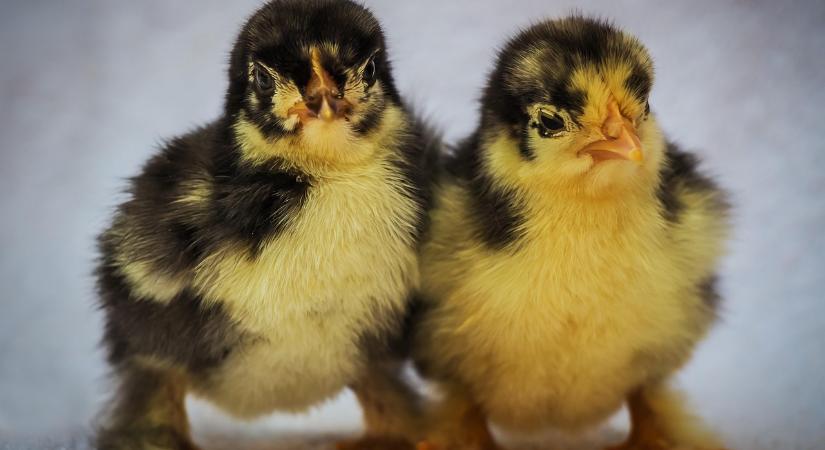 Olaszország valami igazán újjal próbálkozik, ennek az állatvédők is örülni fognak