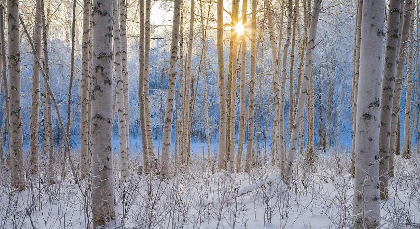 Így játsszák ki az oroszok a faimport tilalmát, Kína is besegít