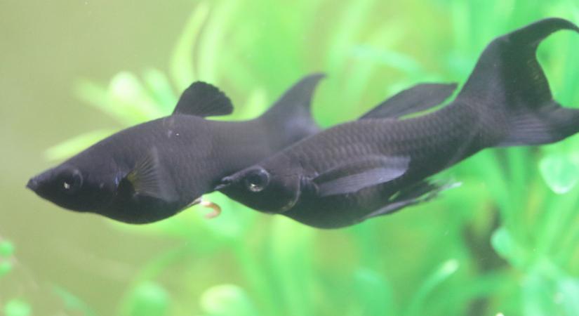 Idegen halak terjednek tömegesen a magyar vizekben: óriási a baj