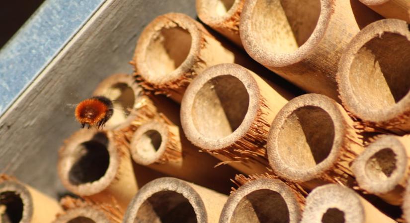 A rovarhotel, ami túl jól működik – miért lepődnek meg rajta a kertészek?