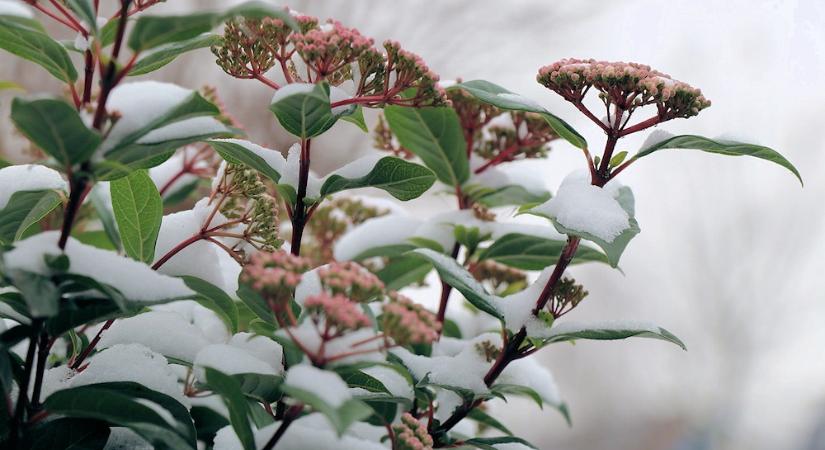 A növény, amely nem érti, hogy tél van – ezért virágzik a hidegben