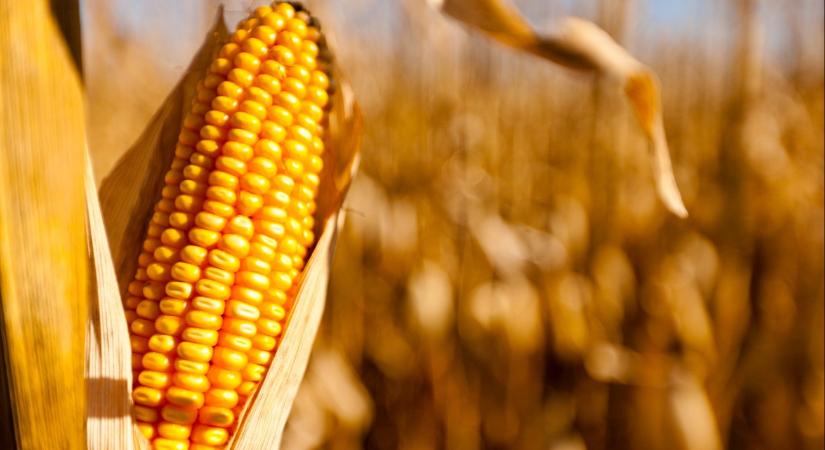 Elemző: a gyenge kukorica- és gyümölcstermés húzta le idén a mezőgazdaságot