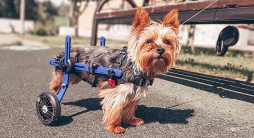 Kutyakocsival a komfortos mozgásért