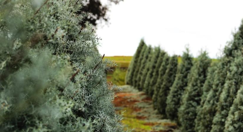 Így alakulnak idén a fenyőfaárak
