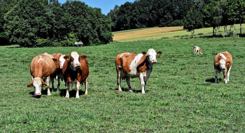 Szenzorok a legelőn: új korszak a szarvasmarhatartásban