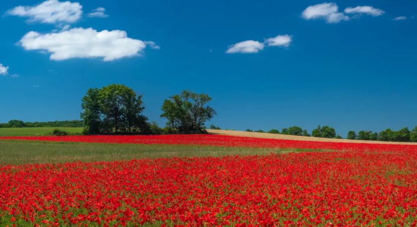 Zéró toleranciát a pipaccsal szemben! – a Magyar Nemzet félrefordítása drogháborúba keverte a pipacsot