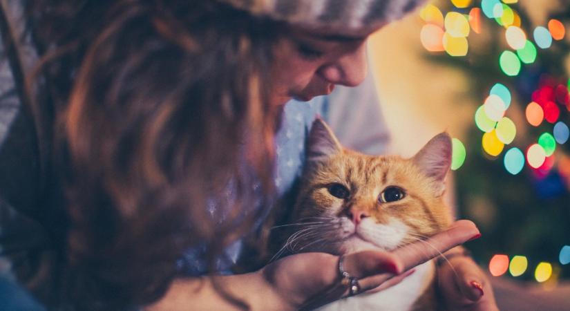 Az ünnepi időszak 5 rejtett veszélye a macskára: könnyedén kivédhetők