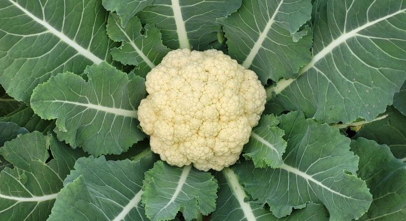 A karfiol a zöldségek Ferrarija – biodiverzitás, egészség, üzlet egyben