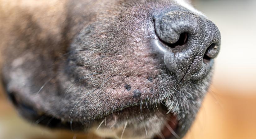 Közmunkára küldenék a borsodi állatkínzót