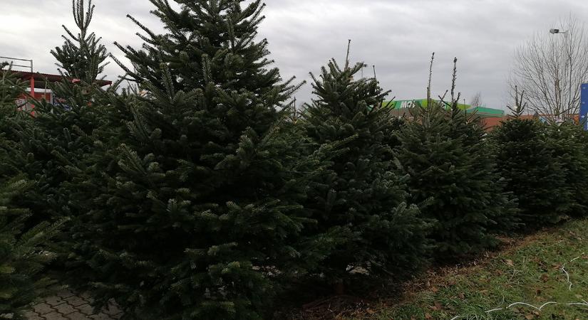Megkezdődött a fenyőfák árusítása: ennyibe kerül idén a karácsonyfa