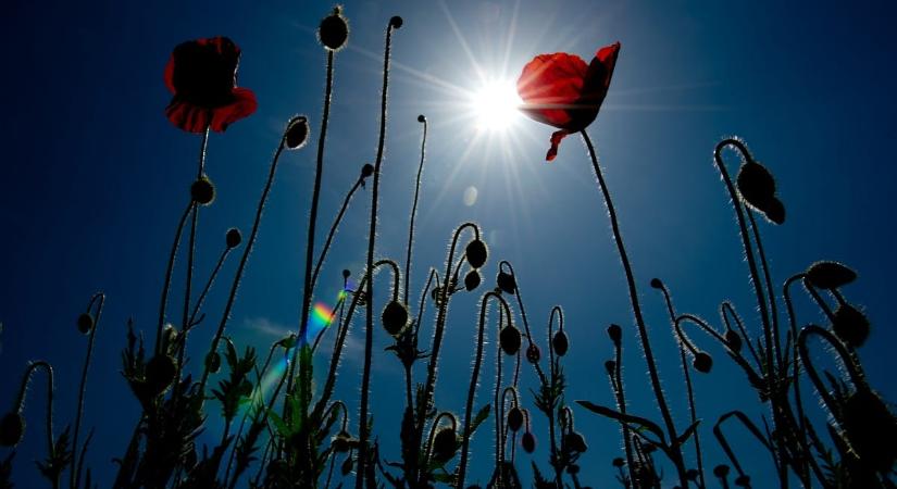 A kormányközeli Drogkutató Intézetnél azt sem tudják, mi a poppy magyarul, a Magyar Nemzetnél meg azt hiszik, hogy pipacsból készül a heroin