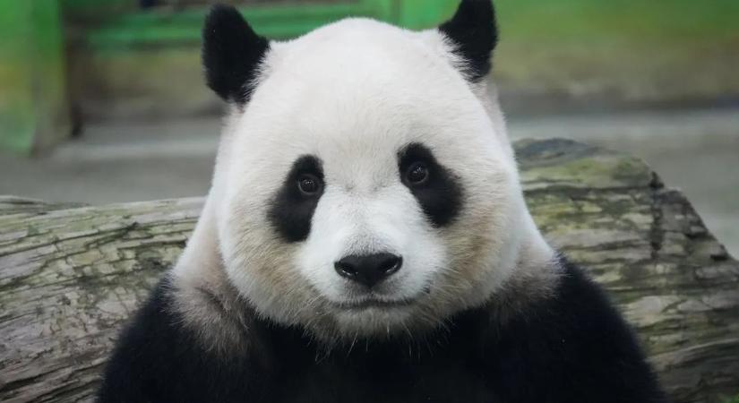 Hihetetlen felvételek: pandabébi született Indonéziában – ilyet ritkán látni