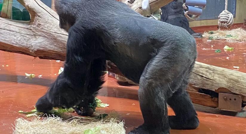 A Fővárosi Állatkertben megtudhatjuk, mit mondanak a gorillák