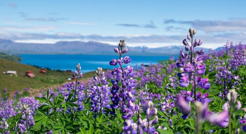 Ökológiai katasztrófa zajlik, ami ezzel a népszerű növénnyel kezdődött