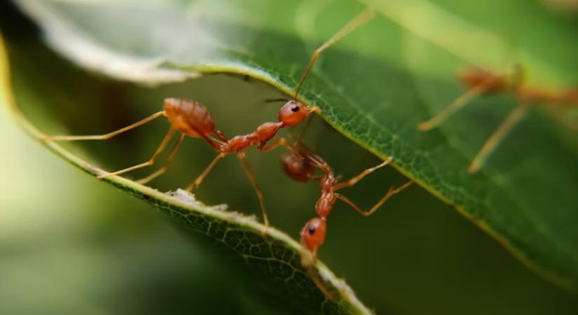 A hangyák nem is lélegeznek rendesen – mégis túlélnek mindent (és ezért működik a hangyafarmod is)