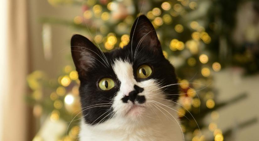Ez neked is jól jöhet: így tedd macskabiztossá a lakásodat karácsonykor