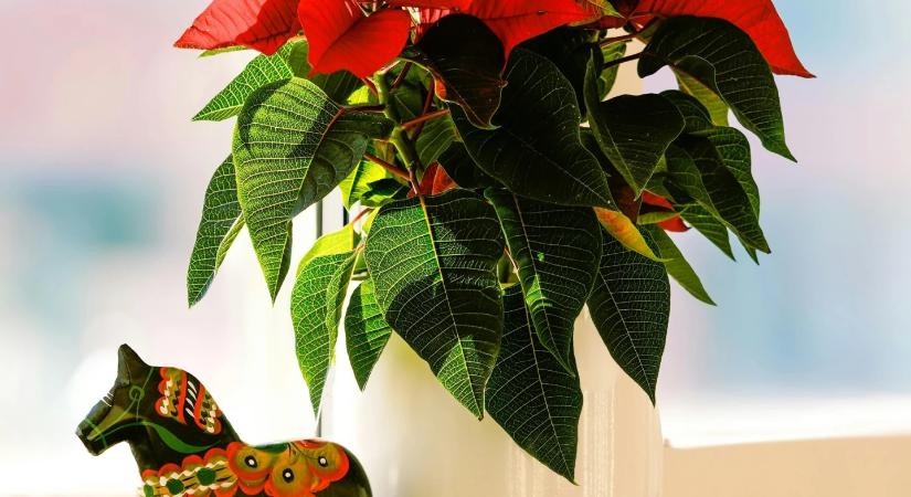 Így gondozd a mikulásvirágot, hogy ne a kukában végezze januárban